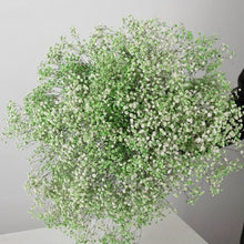 Load image into Gallery viewer, Natural Fresh Dried Preserved Flowers Gypsophila paniculata,Baby&#39;s Breath Flower bouquets gift for Wedding Decoration,Valentines
