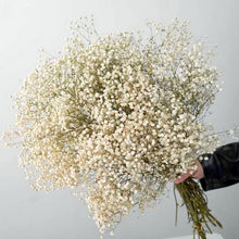 Load image into Gallery viewer, Natural Fresh Dried Preserved Flowers Gypsophila paniculata,Baby&#39;s Breath Flower bouquets gift for Wedding Decoration,Valentines
